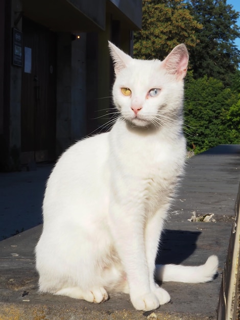 Porträt einer schönen weißen Katze mit mehrfarbigen Augen (Heterochromie) auf der Straße der Stadt
