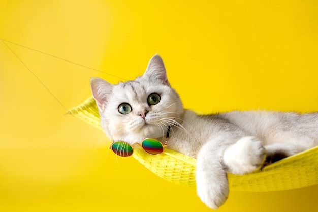 Porträt einer schönen weißen Katze mit Sonnenbrille auf gelber Stoffhängematte isoliert auf gelb