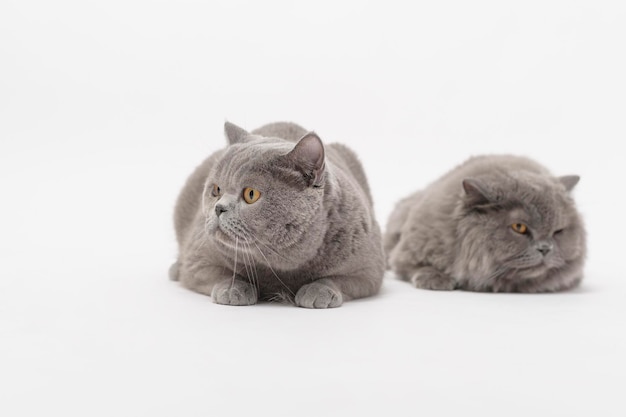 Porträt einer schottischen Faltkatze auf weißem Studiohintergrund