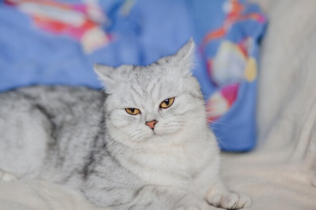 Porträt einer schottischen Katze, die auf einem Bett liegt Die Kamera bewegt sich vom Objekt weg