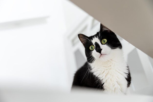 Porträt einer schwarz-weißen Katze mit überraschten Augen.