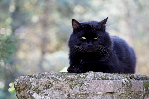 Porträt einer schwarzen Katze auf Stein