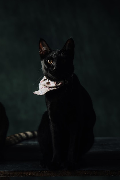 Porträt einer schwarzen Katze, die auf dem Boden sitzt