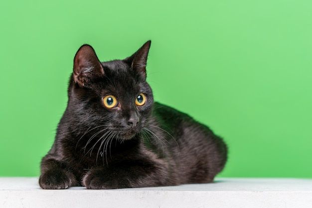 Porträt einer schwarzen Katze mit gelben Augen, die auf einem weißen Würfel auf grünem Hintergrund liegt, streichelt ein schönes Kätzchen...