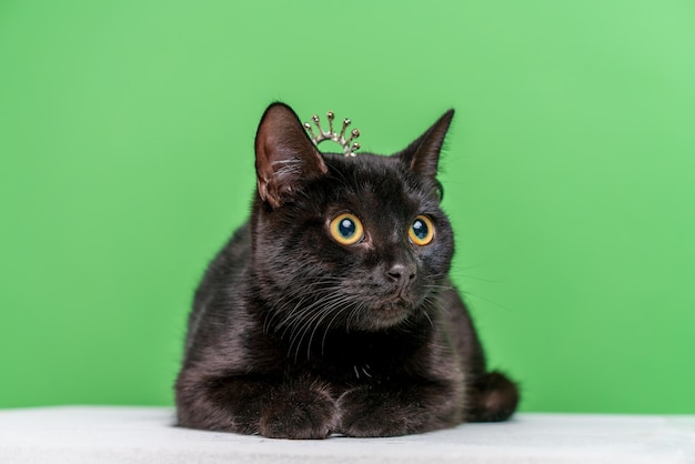 Porträt einer schwarzen Katze mit gelben Augen, die auf einem weißen Würfel auf grünem Hintergrund liegt, streichelt ein schönes Kätzchen...