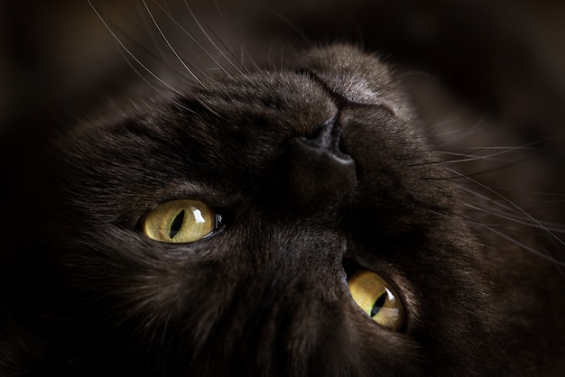 Porträt einer schwarzen Katze mit gelben Augen.