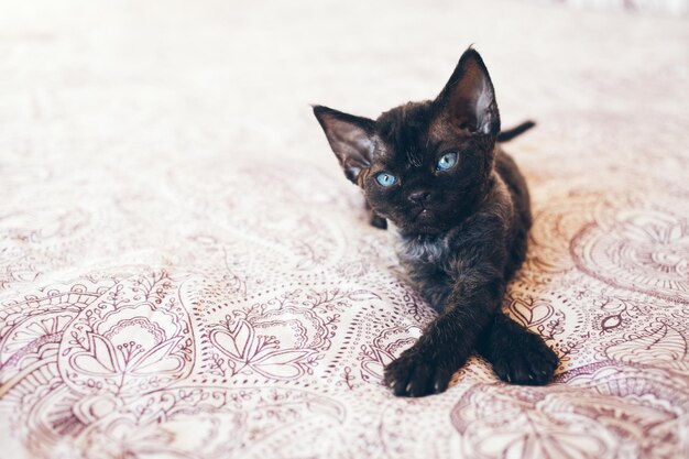 Foto porträt einer schwarzen katze