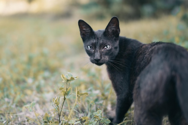 Porträt einer schwarzen Katze