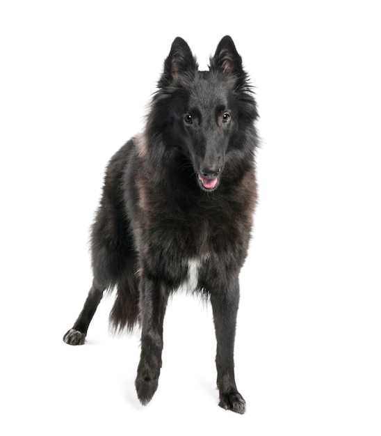 Porträt einer schwarzen Kreuzung oder eines Mischlingshundes stehend. Hundeporträt isoliert