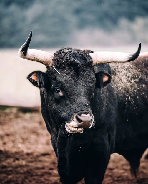 Porträt einer schwarzen Kuh, die auf dem Feld steht