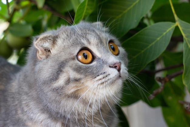 Porträt einer Scottish Fold-Katze in der Natur