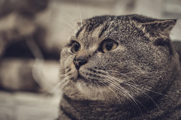 Porträt einer Scottish Fold-Katze. Nahaufnahme der Schnauze einer Katze