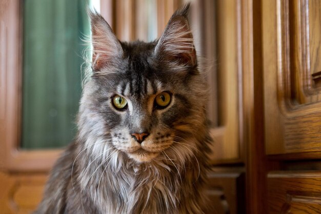 Porträt einer silbernen Maine-Waschbärkatze Haustierlebensstil