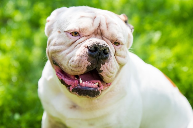 Porträt einer stark aussehenden weißen amerikanischen Bulldogge im Freien
