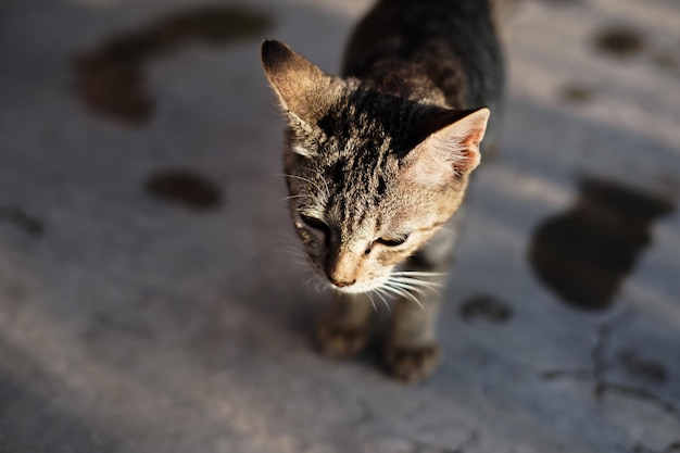 Foto porträt einer streunenden katze in der abenddämmerung