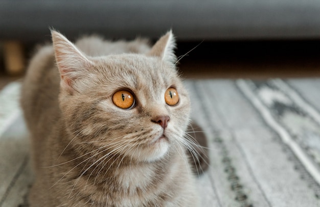 Porträt einer süßen grauen schottischen Katze mit großen Augen.