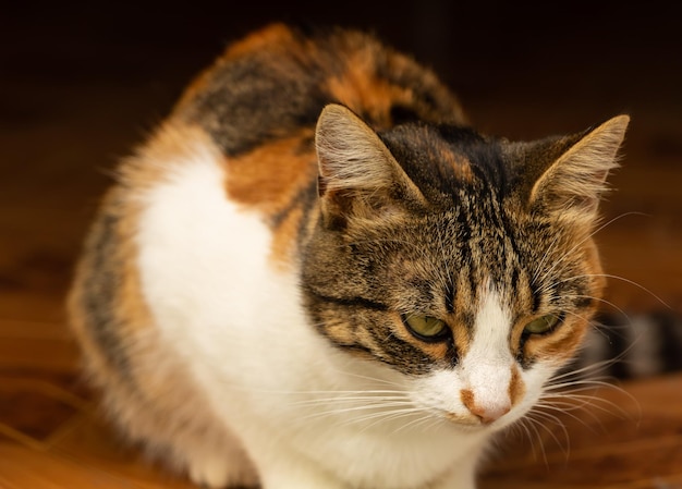 Porträt einer süßen Katze aus nächster Nähe dreifarbig