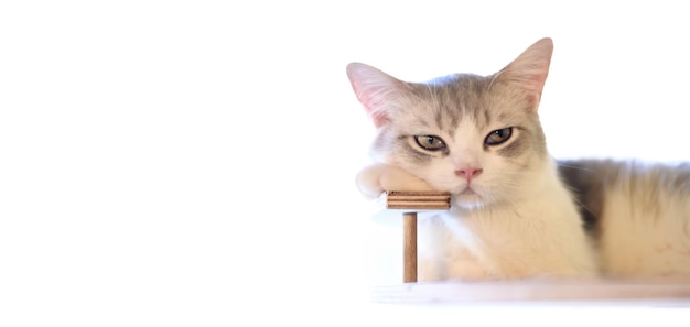 Porträt einer süßen Katze, die auf dem selektiven Fokuspunkt des Bodens liegt