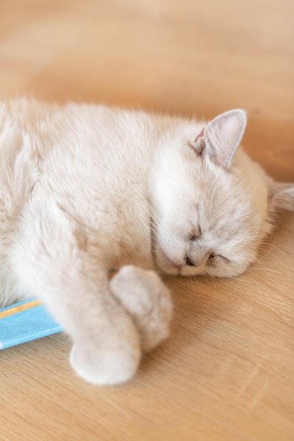 Porträt einer süßen Katze, die auf dem selektiven Fokuspunkt des Bodens liegt