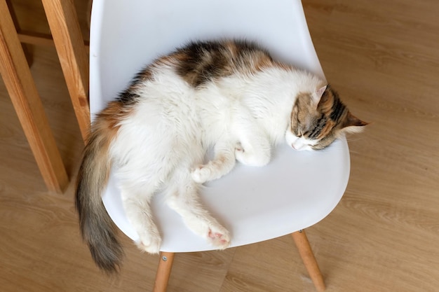 Porträt einer süßen Katze, die auf dem selektiven Fokuspunkt des Bodens liegt