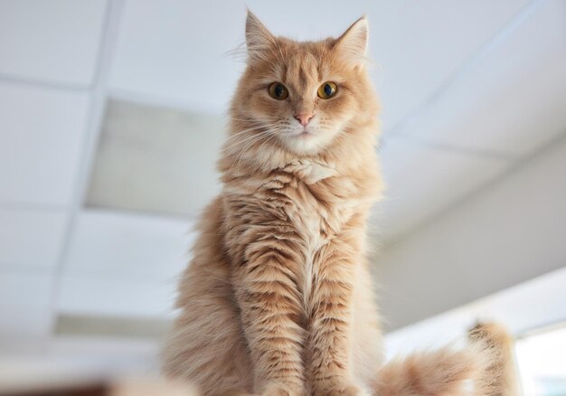 Porträt einer süßen Katze in der Nähe des Fensters zu Hause