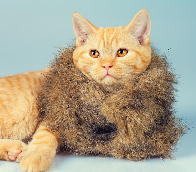 Porträt einer süßen Katze mit Pelzmantel