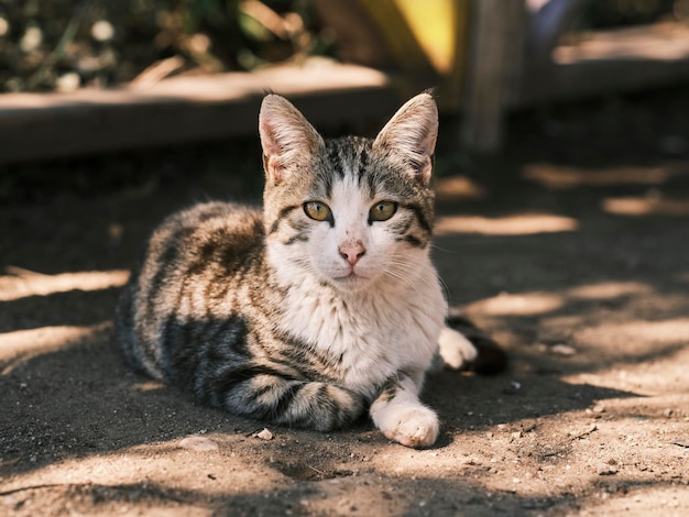 Porträt einer süßen Katze