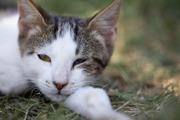 Porträt einer süßen Katze