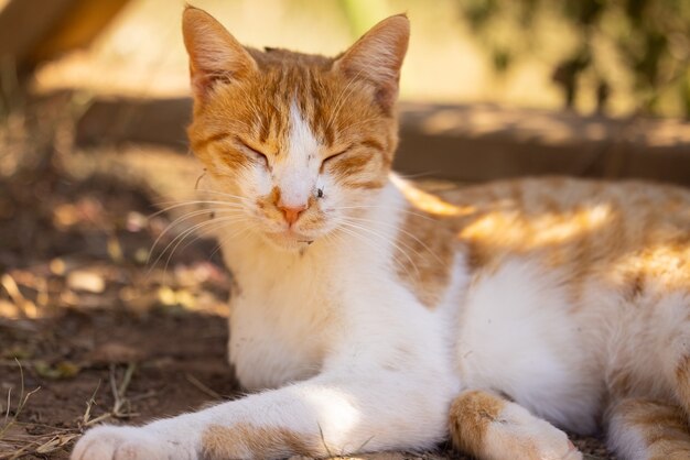 Porträt einer süßen Katze