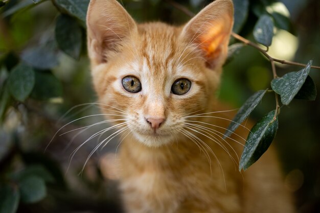 Porträt einer süßen Katze