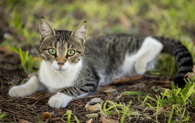 Porträt einer süßen Katze