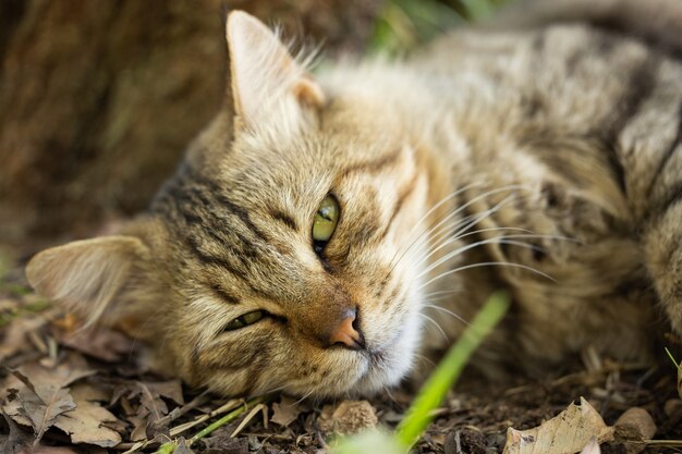 Porträt einer süßen Katze