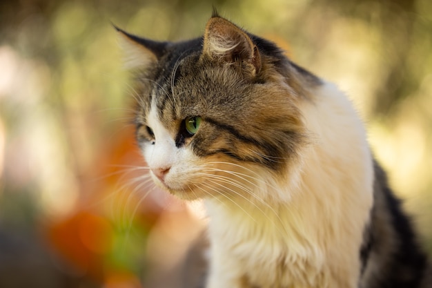 Porträt einer süßen Katze