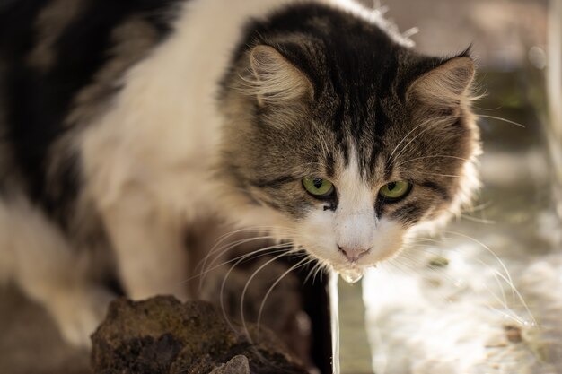 Porträt einer süßen Katze