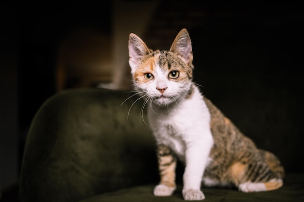 Porträt einer süßen kleinen Katze