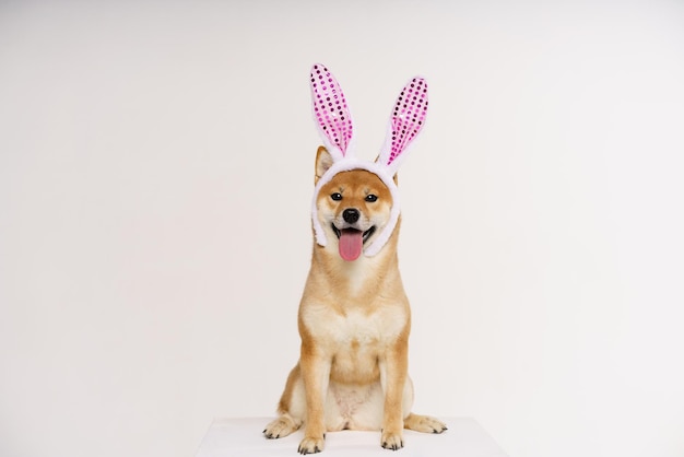 Porträt einer süßen roten Shiba auf hellem Hintergrund mit rosa Hasenohren streckte ihre Zunge heraus, ein Hundekleid...