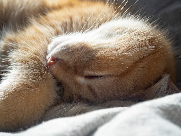 Porträt einer süßen schlafenden roten Katze hautnah