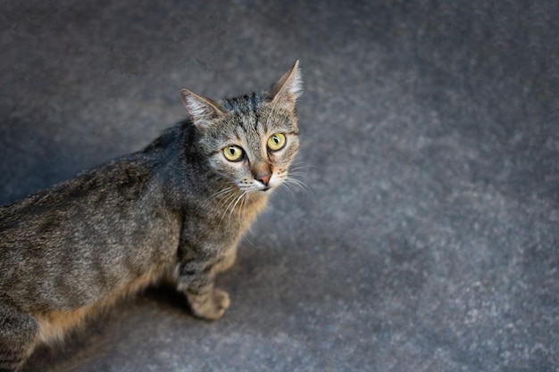 Porträt einer süßen, schönen Katze als Haustier