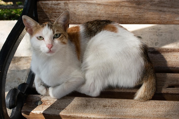 Porträt einer süßen, schönen Katze als Haustier