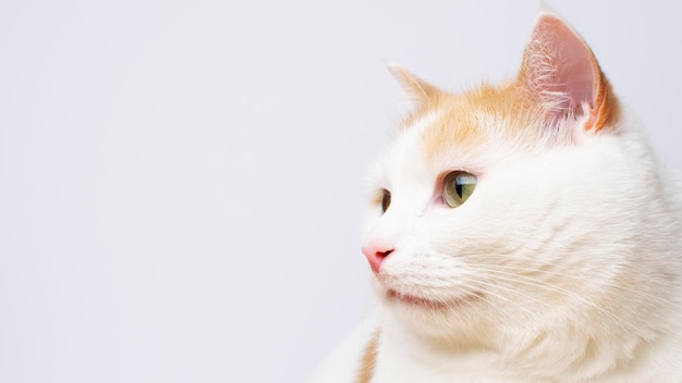 Porträt einer süßen weißen Katze auf grauem Hintergrund mit Kopierraum.