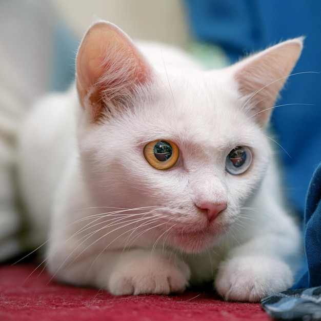 Porträt einer süßen weißen Katze mit Heterochromia iridis