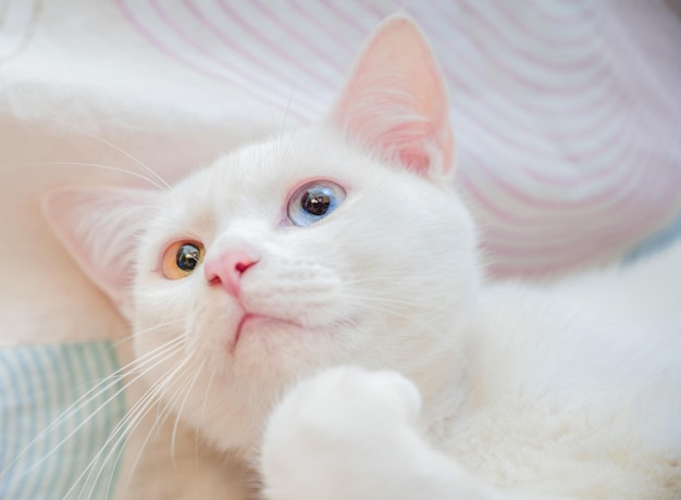 Porträt einer süßen weißen Katze mit Heterochromia iridis