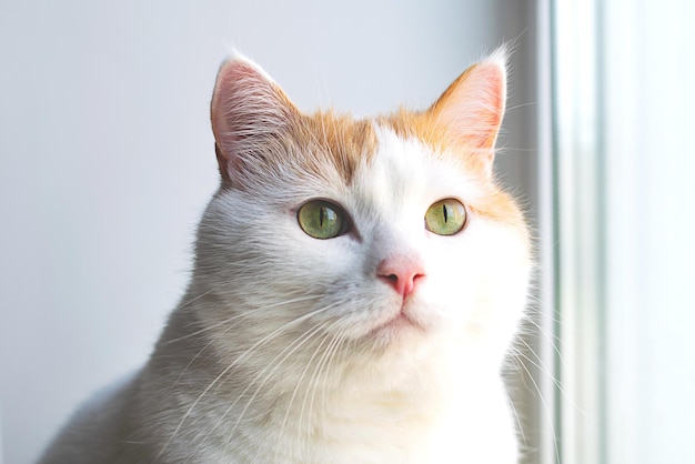 Foto porträt einer süßen weißen und roten katze, die auf der fensterbank sitzt und wegschaut.