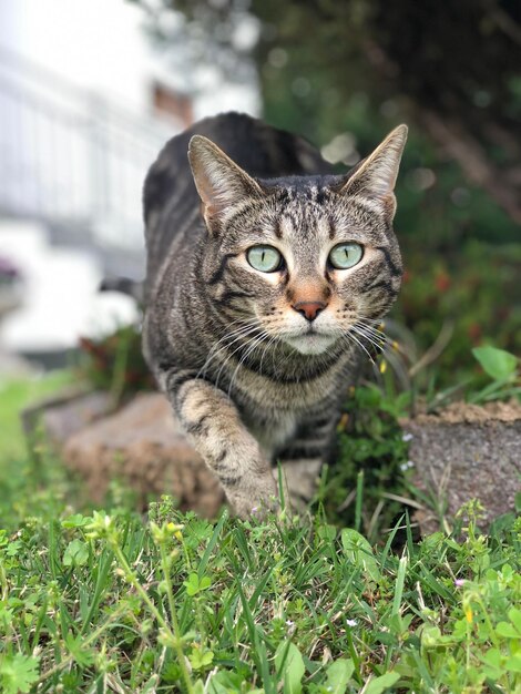 Foto porträt einer tabby-katze auf dem feld