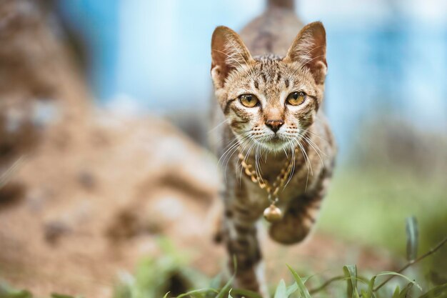 Foto porträt einer tabby-katze im freien