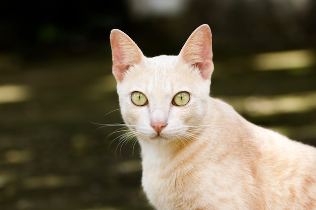 Porträt einer Tabbykatze