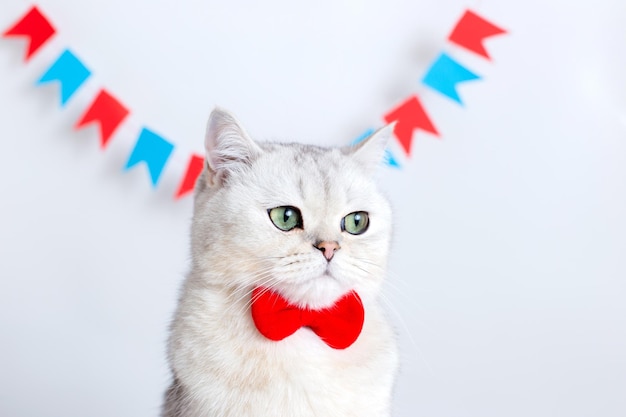 Porträt einer traurigen weißen Katze in einer roten Fliege, die auf einem weißen Hintergrund unter bunten Fahnen sitzt