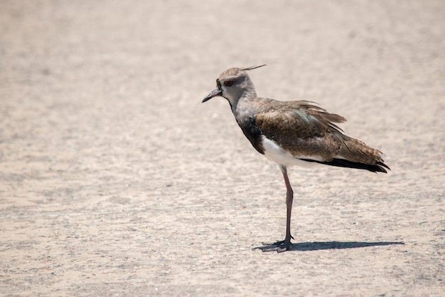 Porträt einer Vanellus chilensis