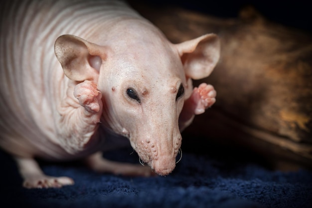 Porträt einer verängstigten haarlosen rosa Sphynx-Ratte