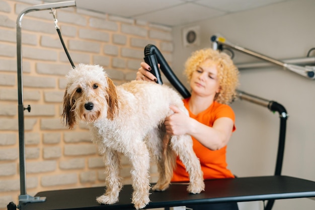 Porträt einer weiblichen Pflegerin, die nach dem Baden im Pflegesalon Haare mit einem Fön eines lockigen Labradoodle-Hundes trocknet